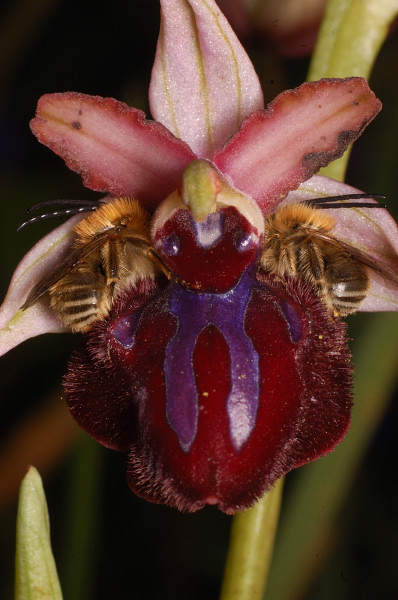 Apette su Ophrys sipontensis